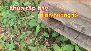 bắt gặp chúa tập bay định hướng tổ.