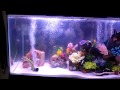 my new 55 gallon fish tank