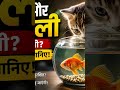 billi and machli ki kahani #333 #3danimation #ai Hov to upload video on YouTube