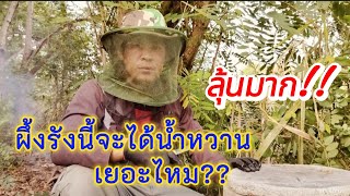 พรานหนึ่ง | เสียดายน้ำหวาน กำลังเต็มแผ่นสวยๆ #honey #ผึ้งป่า #ผึ้งโพรง