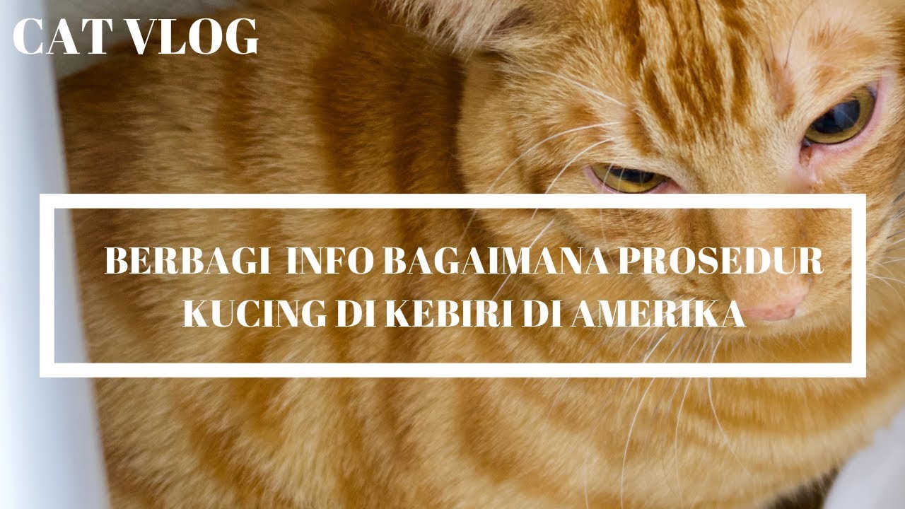 Proses Sterilisasi Kucing Jantan Neutering Youtube