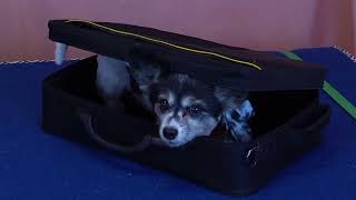 Dog tricks by Papillon 'Dash' by Sharon Page 36 views 8 months ago 2 minutes, 27 seconds