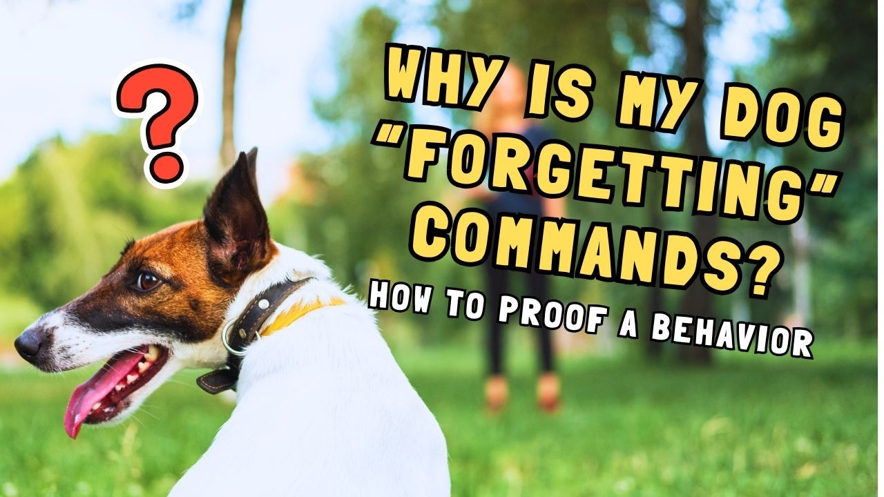 Три основных принципа дрессировки собак (дистанция, продолжительность, отвлекающие факторы) в объ...