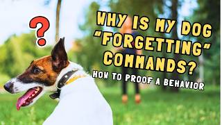 The 3 Ds Of Dog Training Explained distance Duration Distraction