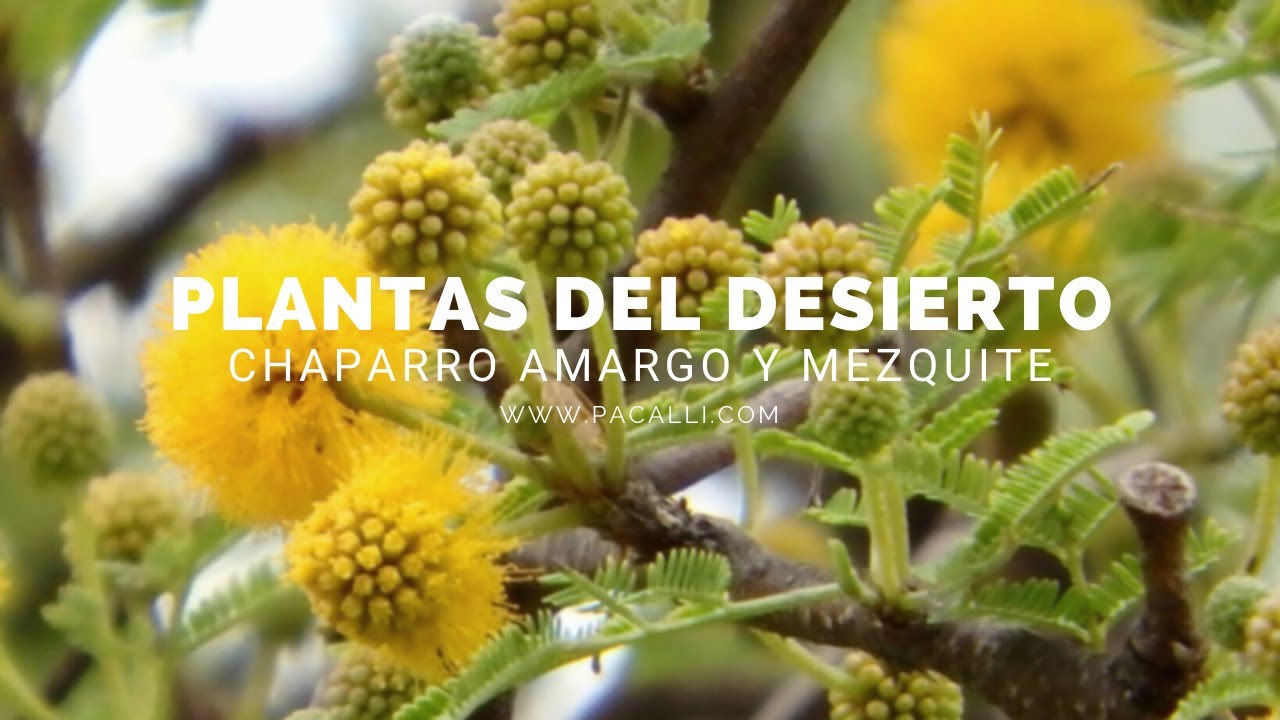Plantas del Desierto Chaparro Amargo y Mezquite YouTube