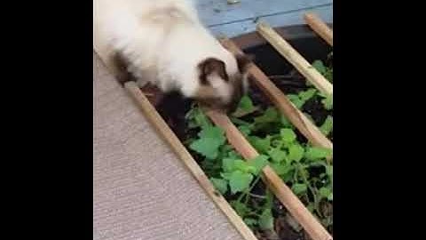 Catnip heaven