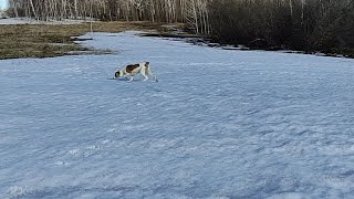 Весенняя нагонка Начало!