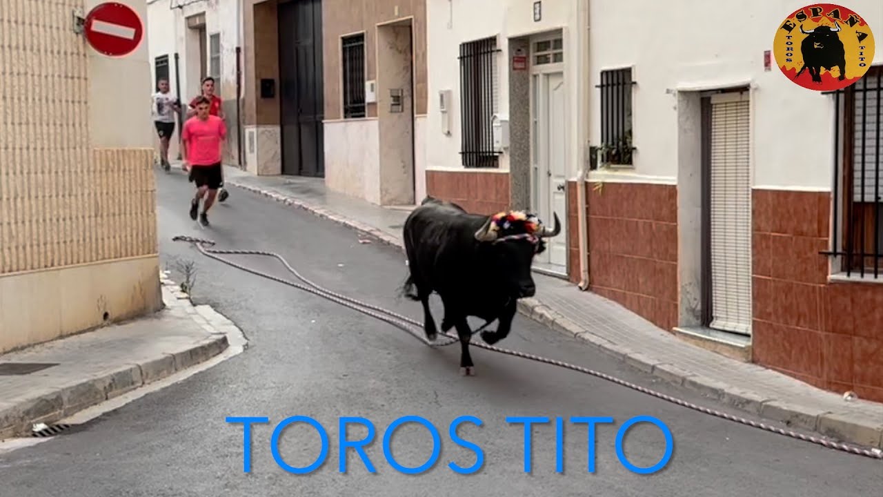 Toros en cuerda de Turis, ganadería El Salero