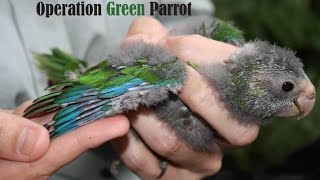 Operation Green Parrot screenshot 4