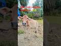 আমার দিনগুলো সব যায় হারিয়ে আধারে#viral #shorts #trending
