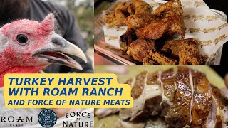 Turkey Harvest at Roam Ranch with Force of Nature Meats and LeRoy and Lewis