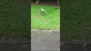 Un pequeño patito resbala, pero vuelve a unirse al grupo patuno.