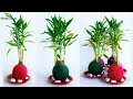 Best Idea For Growing Lucky Bamboo in Indoor | Lucky Bamboo Kokedama Garden//GREEN PLANTS