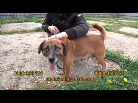 Video: Nová Kampaň Monse Zahŕňa Psy Na Adopciu