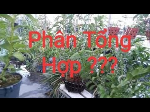 Video: Phân bón tổng hợp là gì?