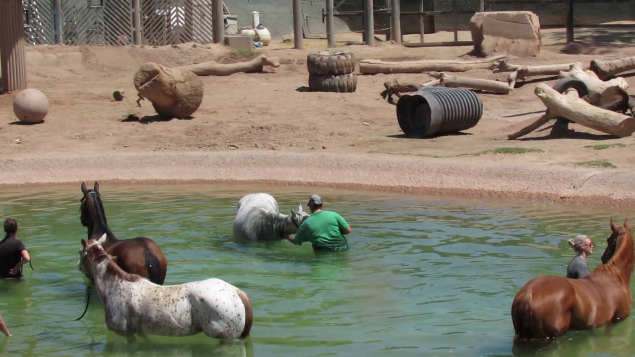 Behavioral Enrichment Horses In Elephant Pool Youtube