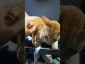 #cat #cute #catlover #animals #kitten #lazycat #cutecat #cuteanimal #lazypets #cutepet