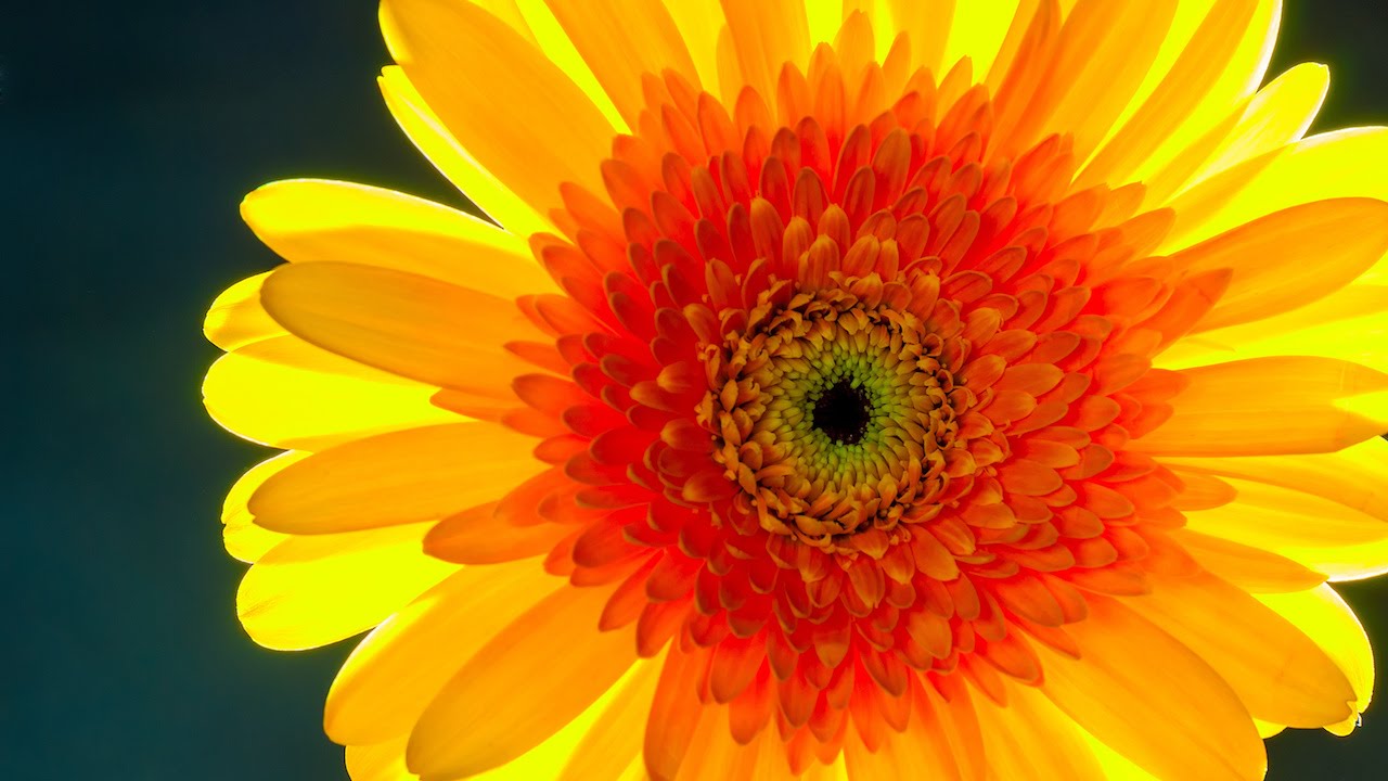 The Biology of the Baroque