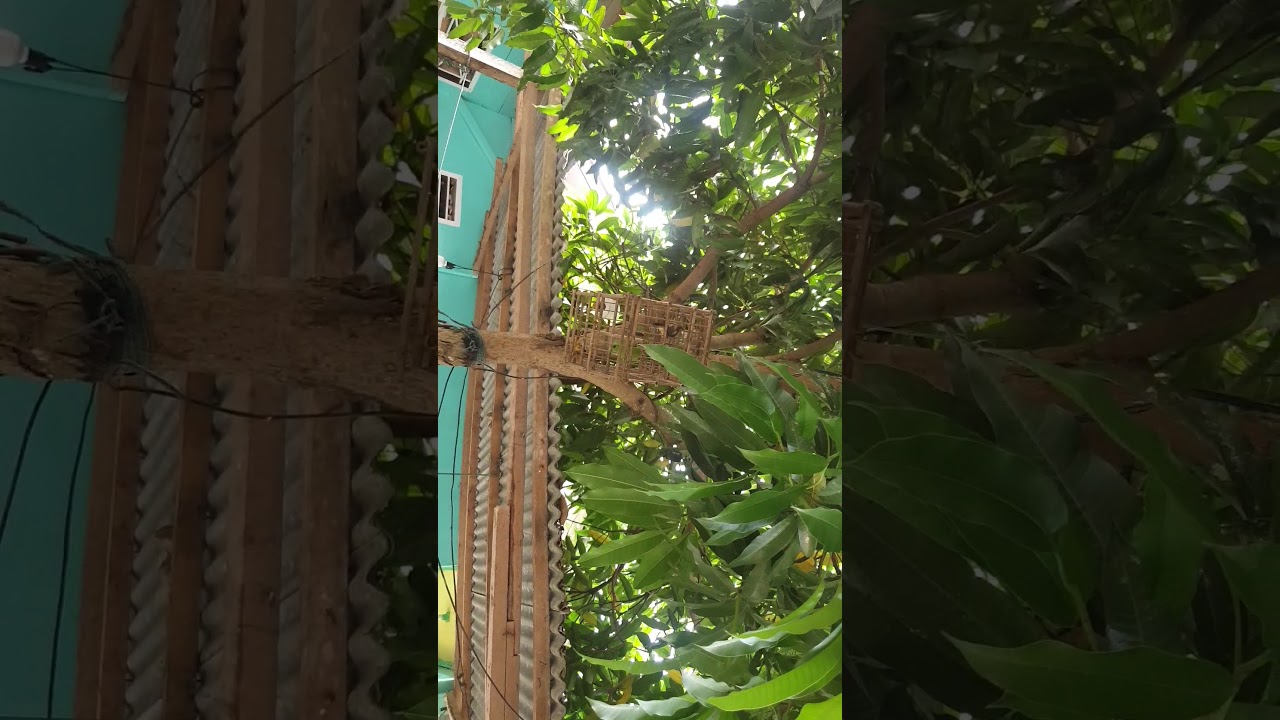 Burung serindet tpih suaranya burung murai 