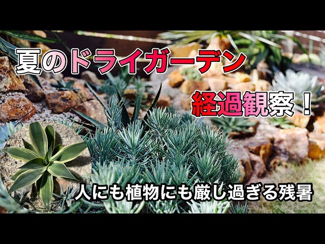 Summer dry garden progress observation] This summer we took on the