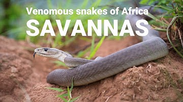 The venomous snakes of Africa - SAVANNAS, Boomslang, Rinkhals, spitting cobras, Black mamba
