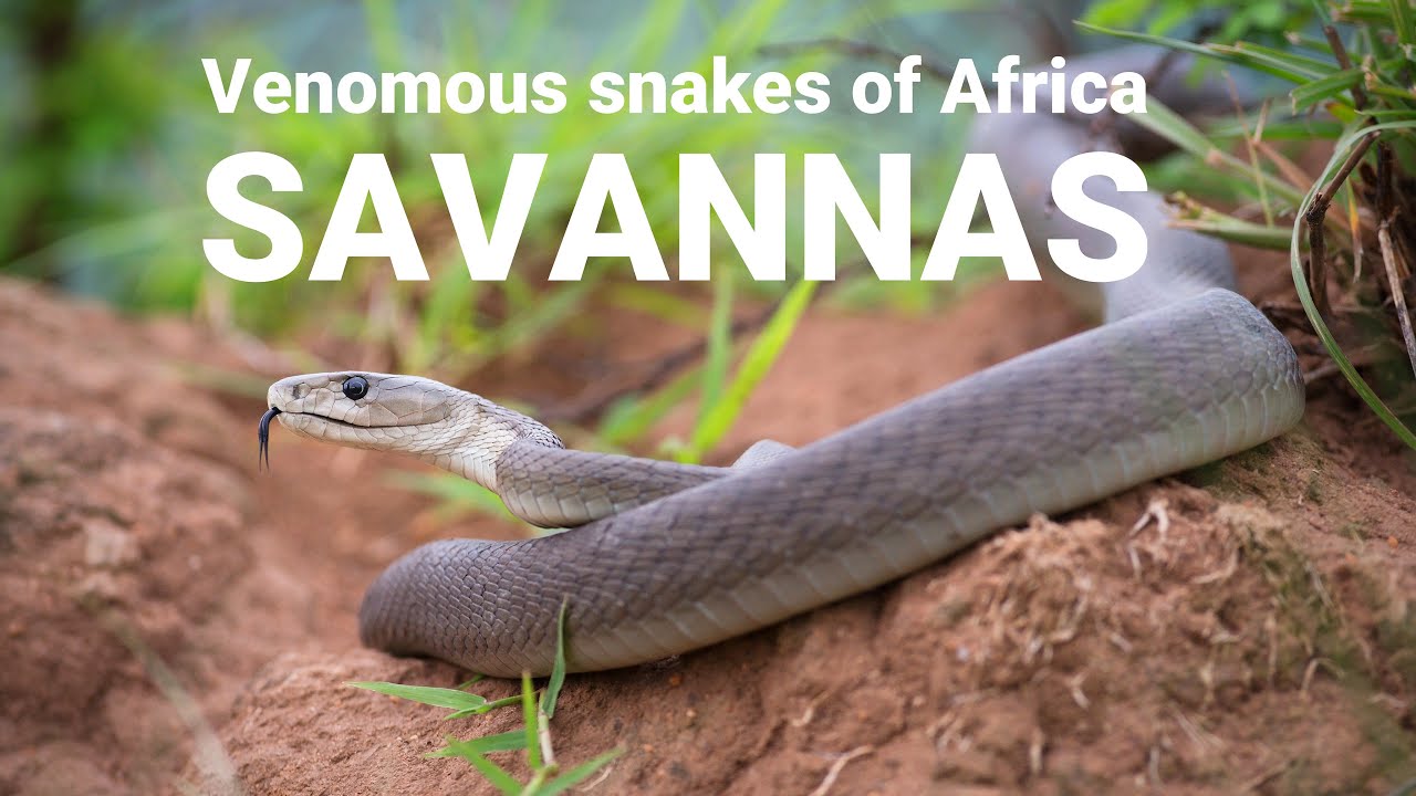 The Venomous Snakes Of Africa SAVANNAS Boomslang Rinkhals Spitting 