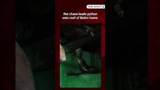 Rat chase leads python onto roof of Betim home