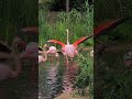 Самая красивая птица зоопарка 💗 розовый фламинго #вроцлав #впольше #zoo