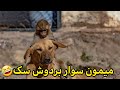 ویدئو جالب از سواری گرفتن با مزه میمون از یک سگ فقط قیافه سگ دیدن داره سک میمون