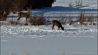 Roe deer in the wintertime