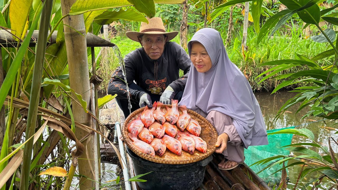 Menangkap Ikan Nila dan Metik Tomat | Masak Ikan Nila Kecap, Sayur Lodeh Pakis, Sarang Burung