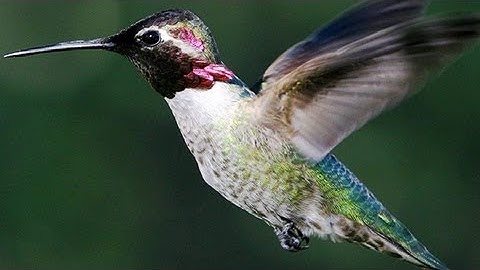 Slow Motion Hummingbirds | Slo Mo | BBC Earth Explore