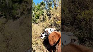 bull and cow viral shorts ? desi kankrej cows calf viral shorts