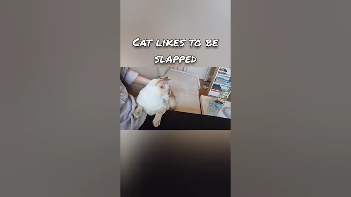 Watch the video about My cat likes to be hit