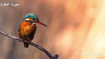 المصحف المرتل للشيخ رشيد بلعشية ((سورة البقرة))