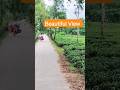 Beautiful View. #reels #viral #enjoy #trending #srimongol #tea #shorts #travel #tour