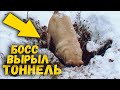 Собака ныряет в сугробы в снежном лесу. Зачем пес вырыл яму? Приколы с животными / SANI vlog