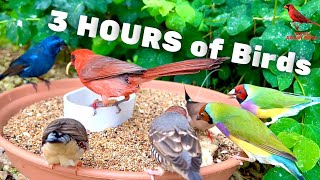 3 HOURS of Birds, Bird Sounds and Bird Song | Finches and Softbills