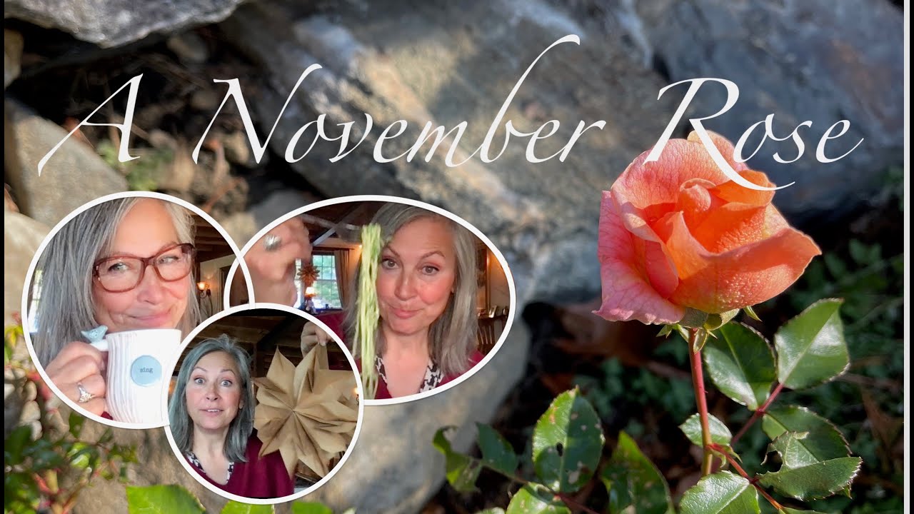 A November Rose Youtube