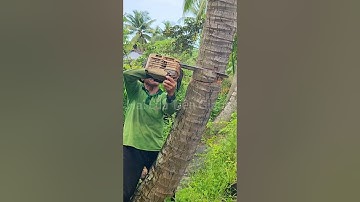 Vua Khỉ Miền Tây hạ gốc nhiều cây Dừa c.hết Cutting coconut trees