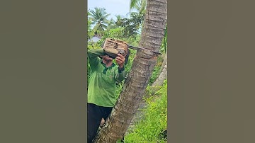 Vua Khỉ Miền Tây hạ gốc nhiều cây Dừa c.hết Cutting coconut trees
