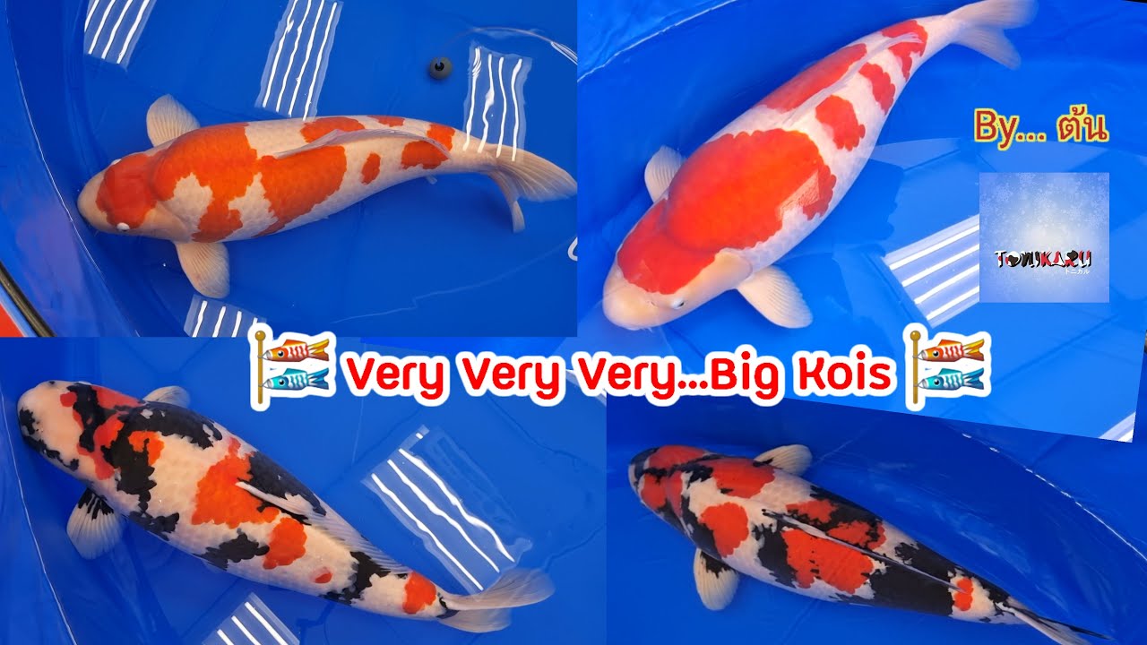 Ep.2 : All Japan Koi Show 2023 ~ Very Very Big kois ( Jumbo & Superior ...