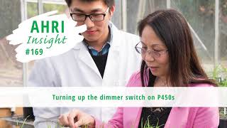 AHRI insight 169 – Turning up the dimmer switch on P450
