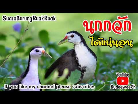 เสียงนกกวัก นกกวัก White-breasted Waterhen Natural Animal Sounds#EP3