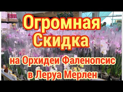 Огромная СКИДКА на ОРХИДЕИ ФАЛЕНОПСИС в ЛЕРУА МЕРЛЕН☝️Надо ехать и брать!