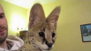 Serval Sounds!