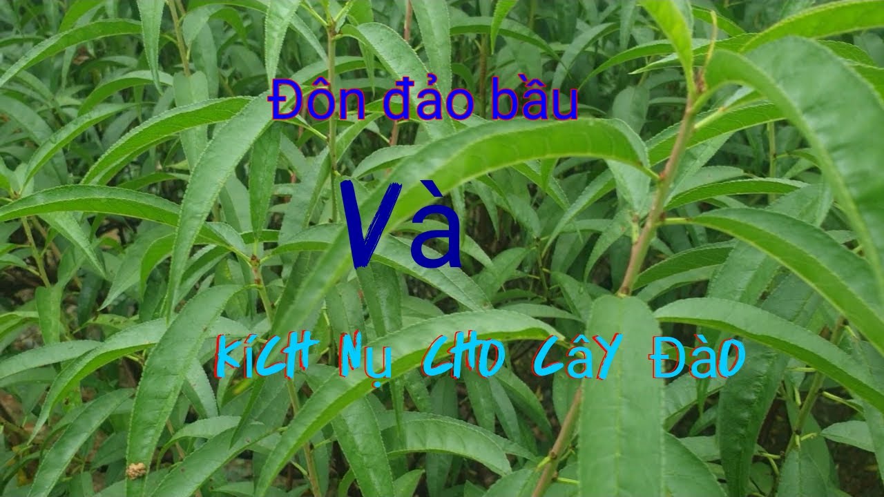 Đôn đảo bầu và kích nụ cho cây đào