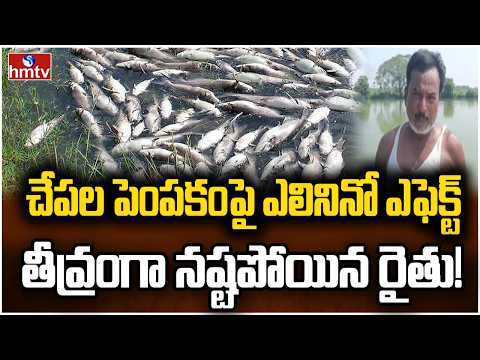 చేపల పెంపకంపై ఎలినినో ఎఫెక్ట్..తీవ్రంగా నష్టపోయిన రైతు! | El Niño Effect On Fish Farming | hmtv