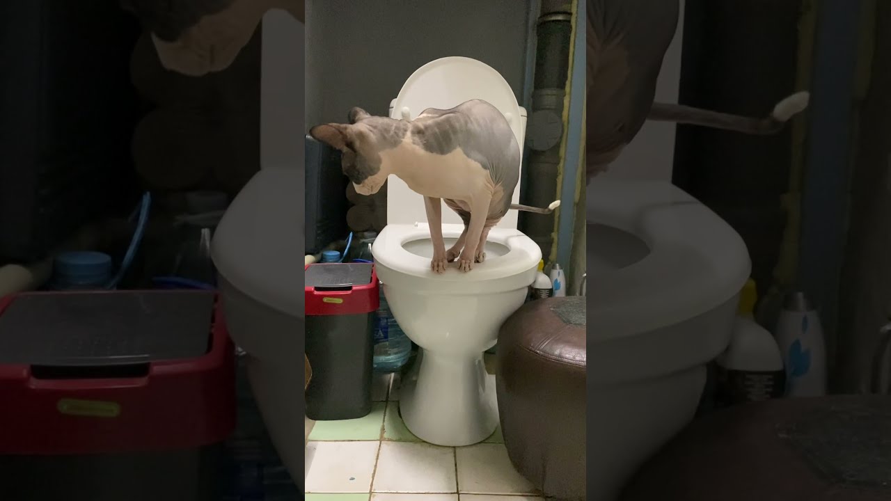 Christopher the Sphynx cat on toilet YouTube
