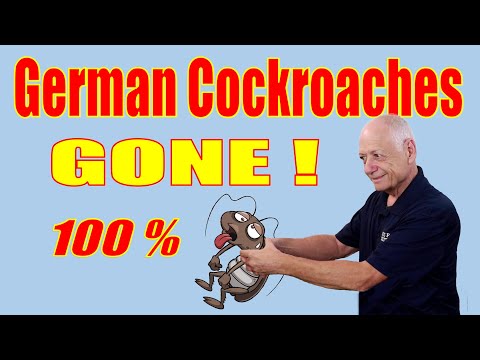 How To Get Rid Of German Cockroaches Permanently